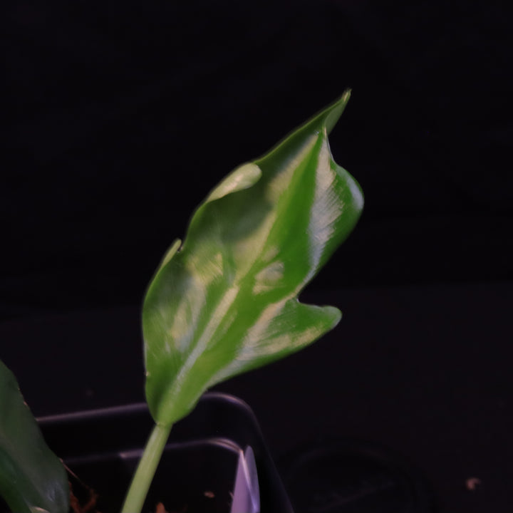 Philodendron distantilobum - Grower's Choice