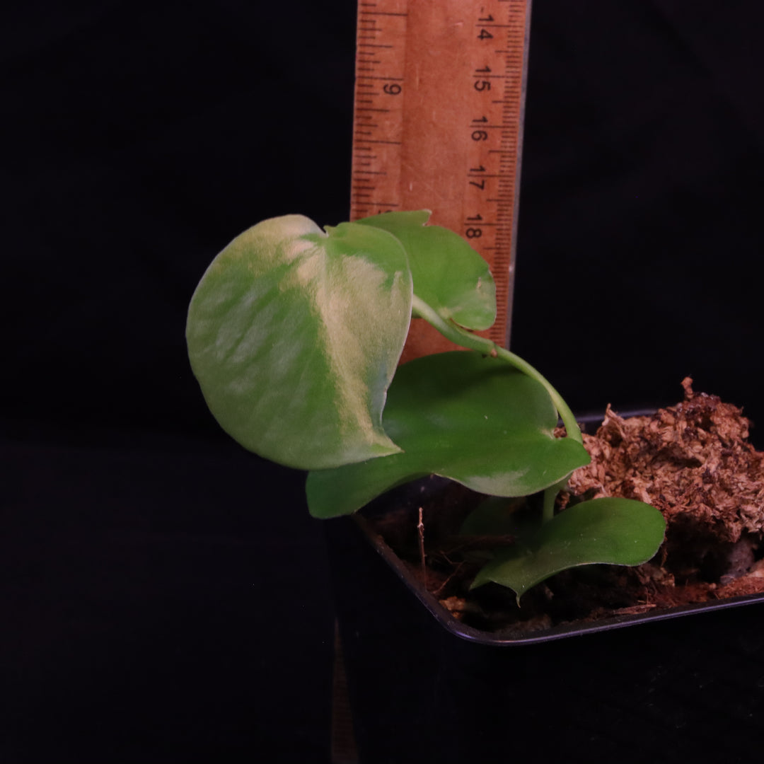 Monstera aff tuberculata - Grower's Choice