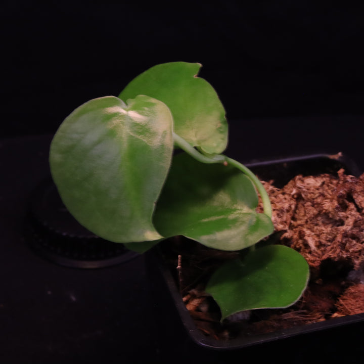 Monstera aff tuberculata - Grower's Choice