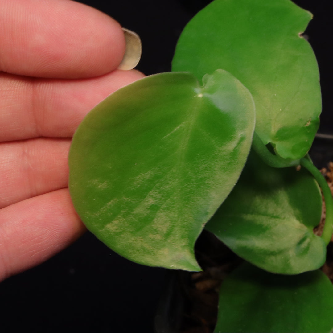Monstera aff tuberculata - Grower's Choice