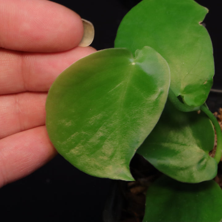 Monstera aff tuberculata - Grower's Choice