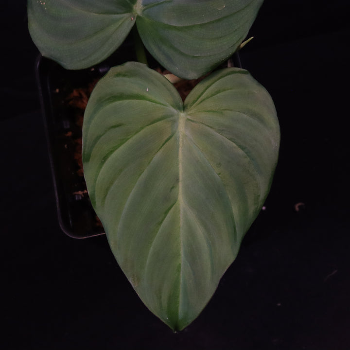 Philodendron pastazanum x verrucosum