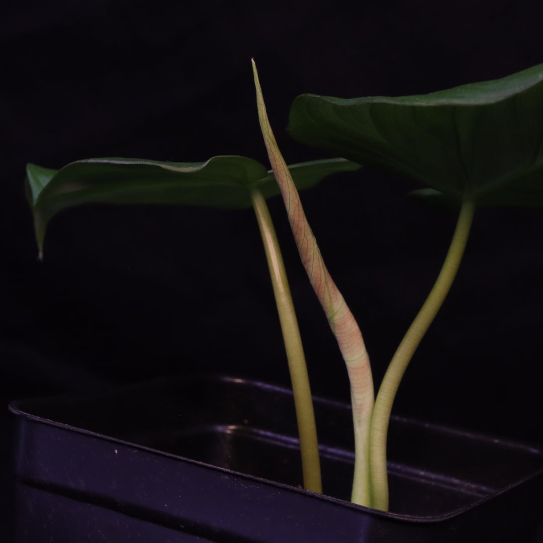 Philodendron pastazanum x verrucosum