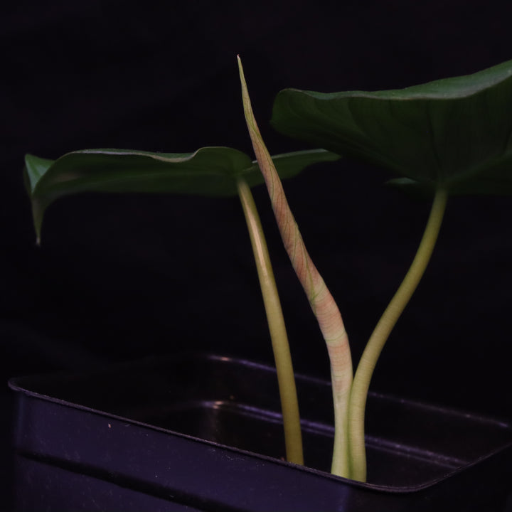 Philodendron pastazanum x verrucosum