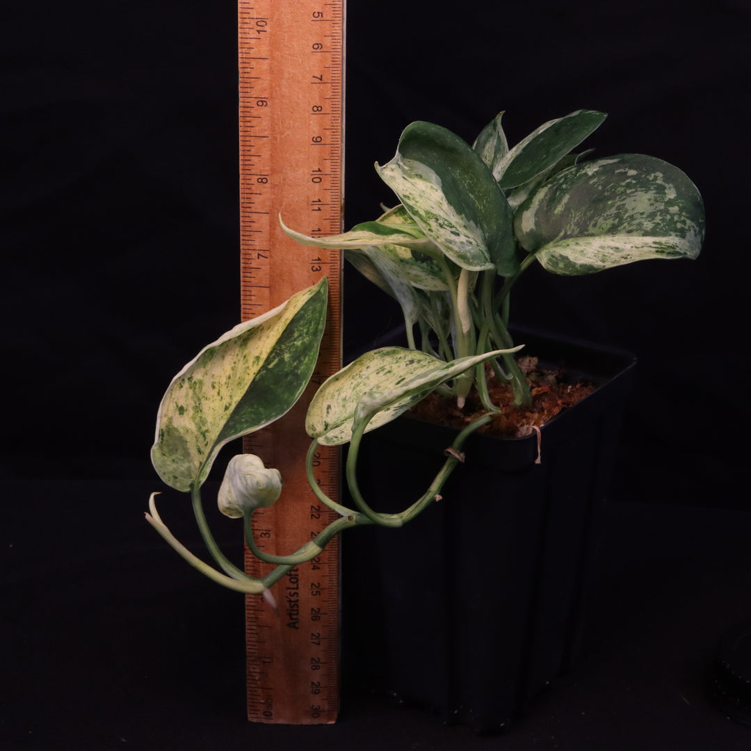 Scindapsus Jade Satin - Mint - Two Growth Points