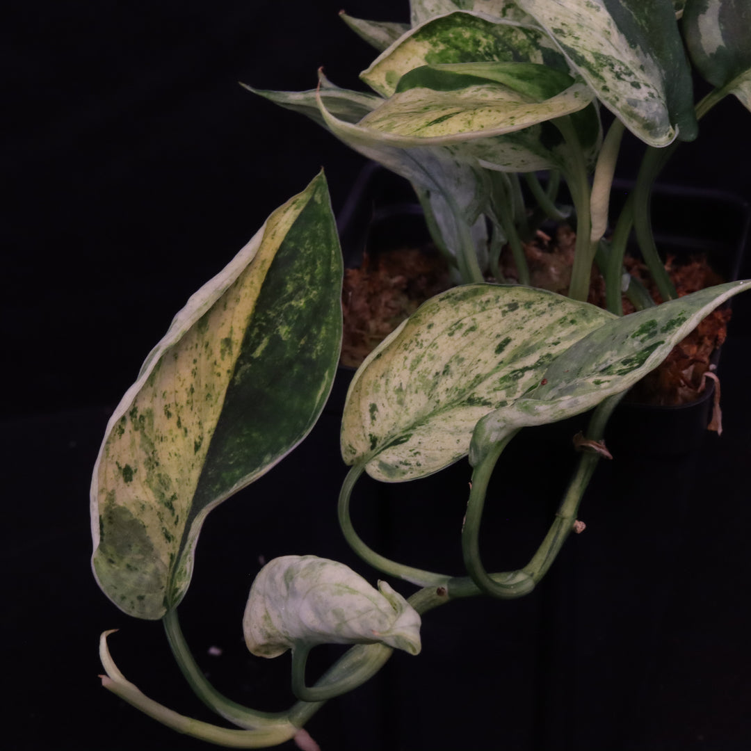 Scindapsus Jade Satin - Mint - Two Growth Points