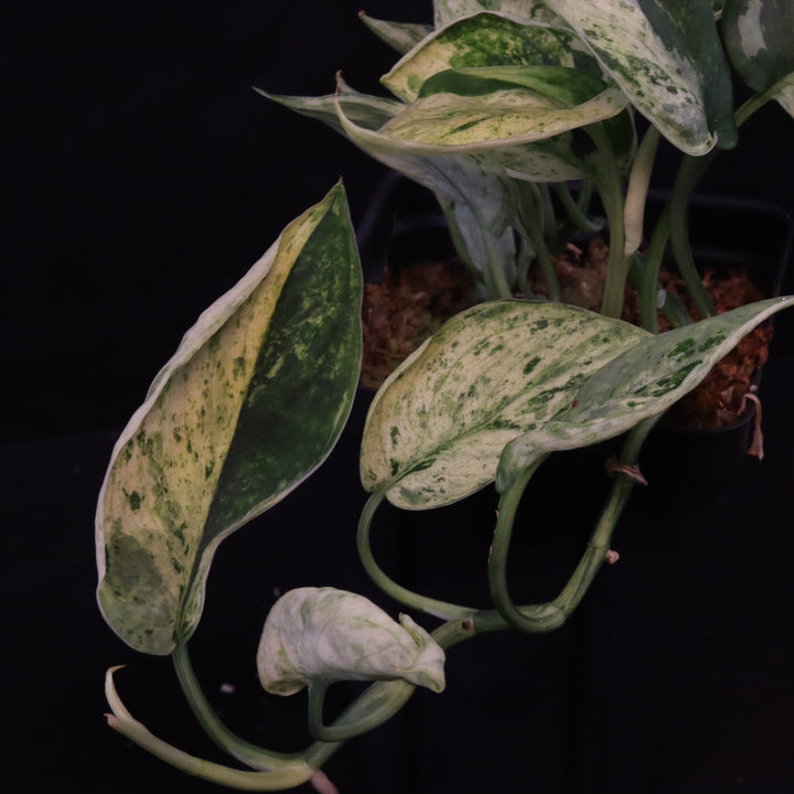 Scindapsus Jade Satin - Mint - Two Growth Points