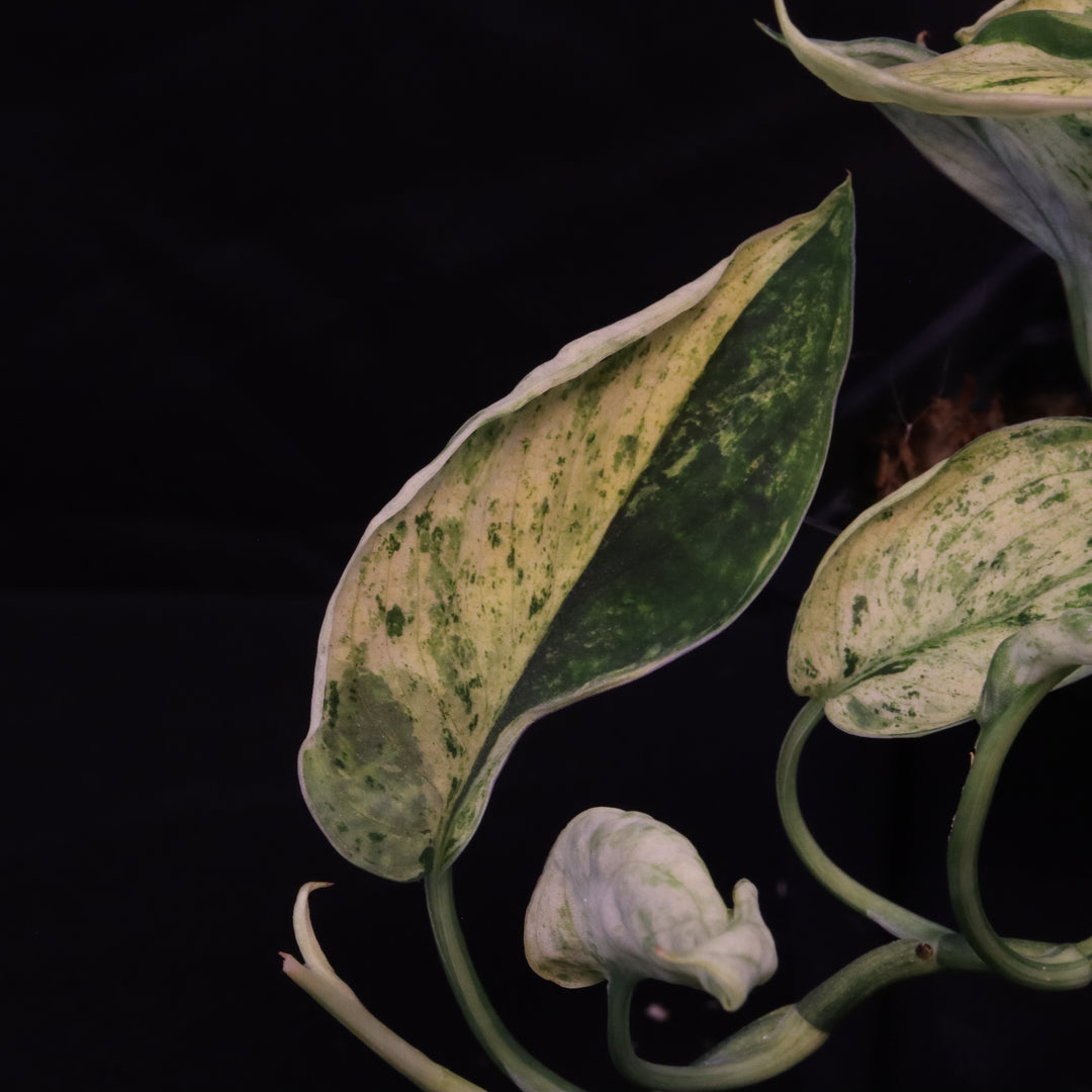 Scindapsus Jade Satin - Mint - Two Growth Points