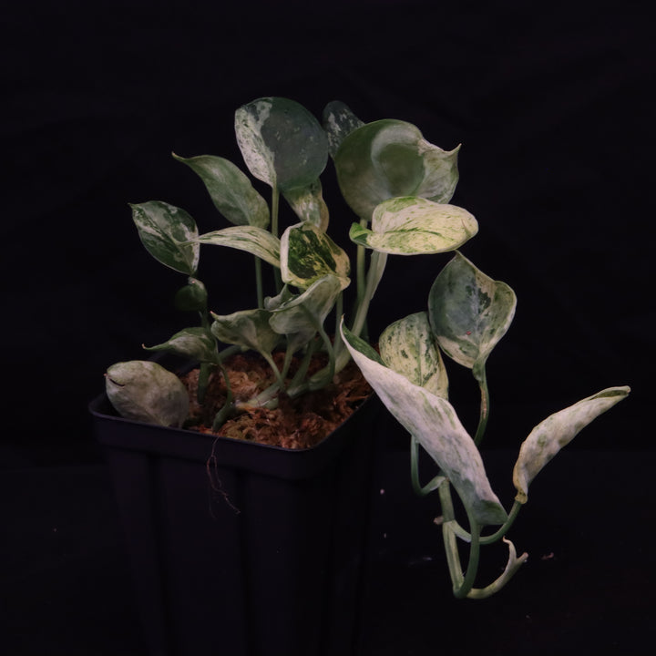 Scindapsus Jade Satin - Mint - Two Growth Points