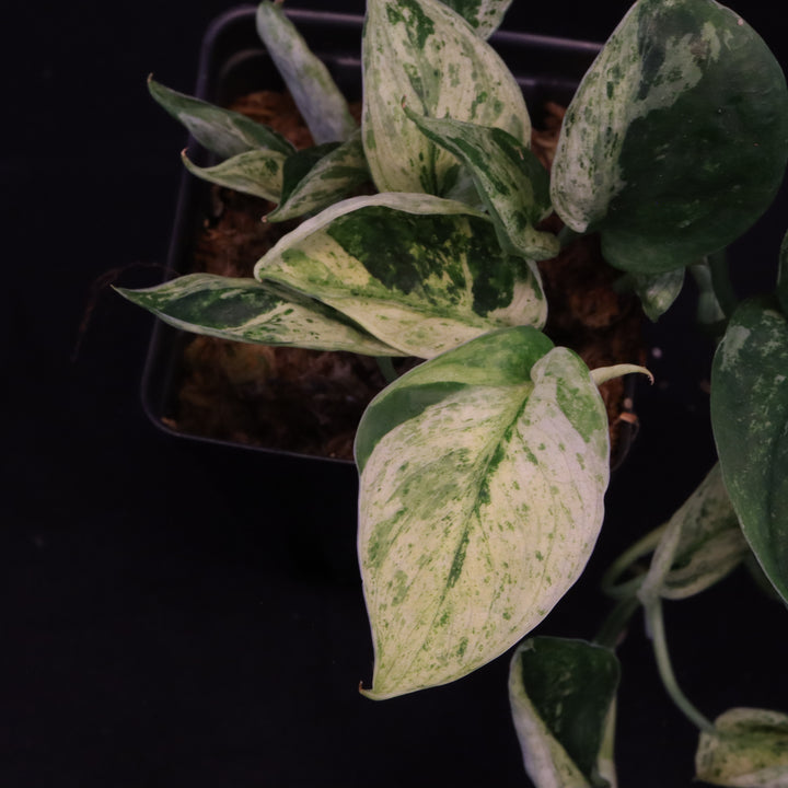 Scindapsus Jade Satin - Mint - Two Growth Points