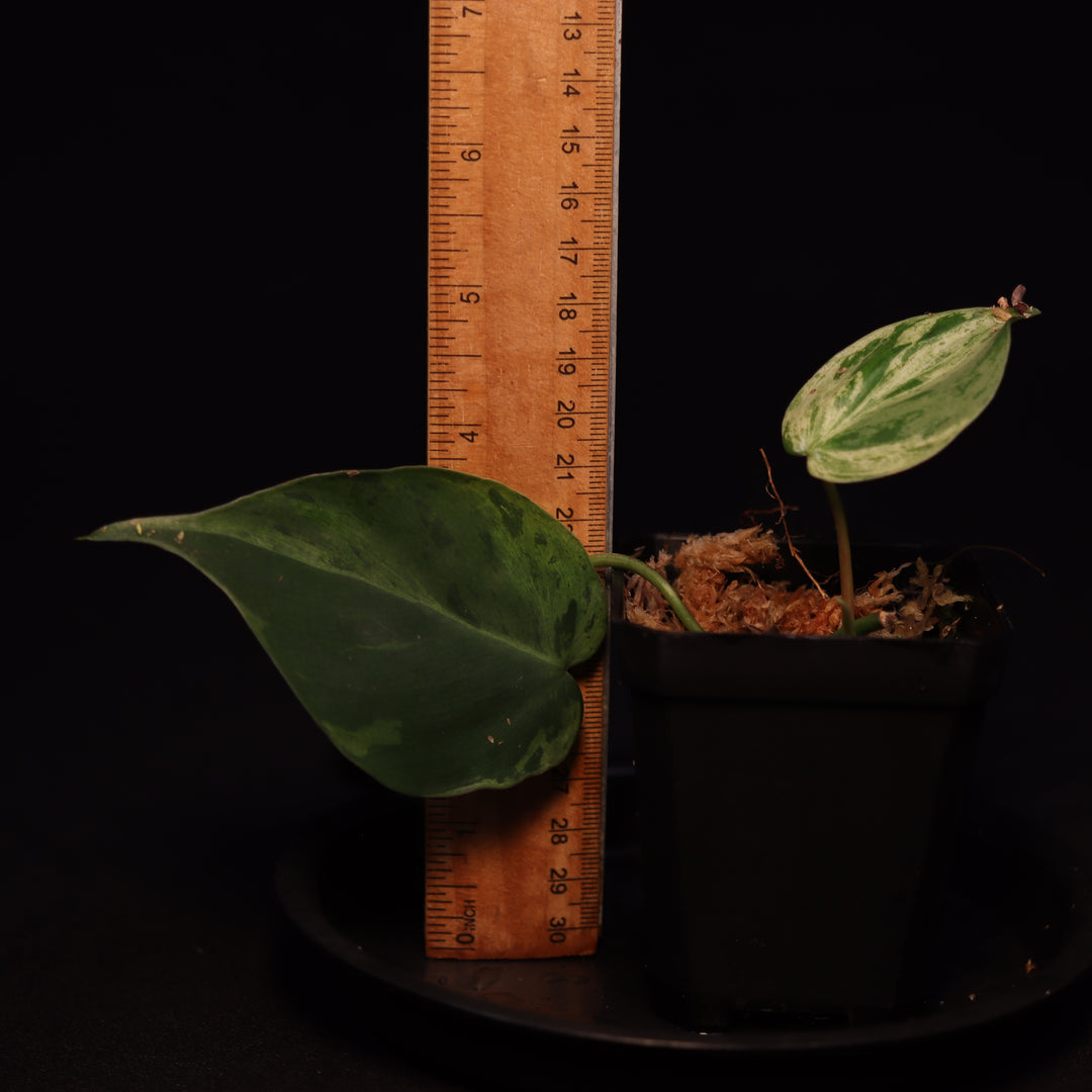 Philodendron Hederaceum Variegata (Heartleaf) - Grower's Choice