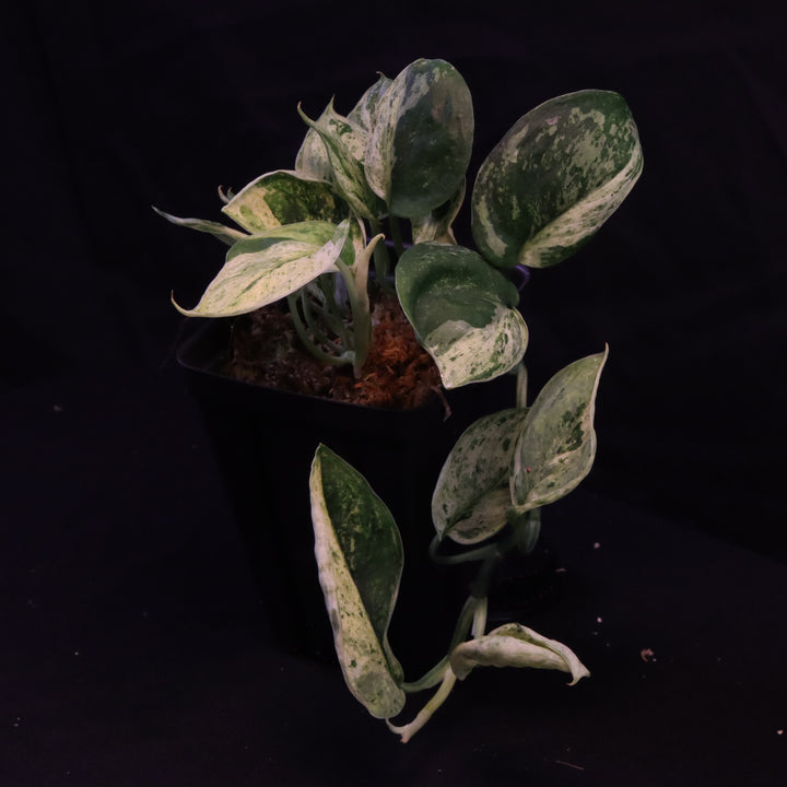 Scindapsus Jade Satin - Mint - Two Growth Points