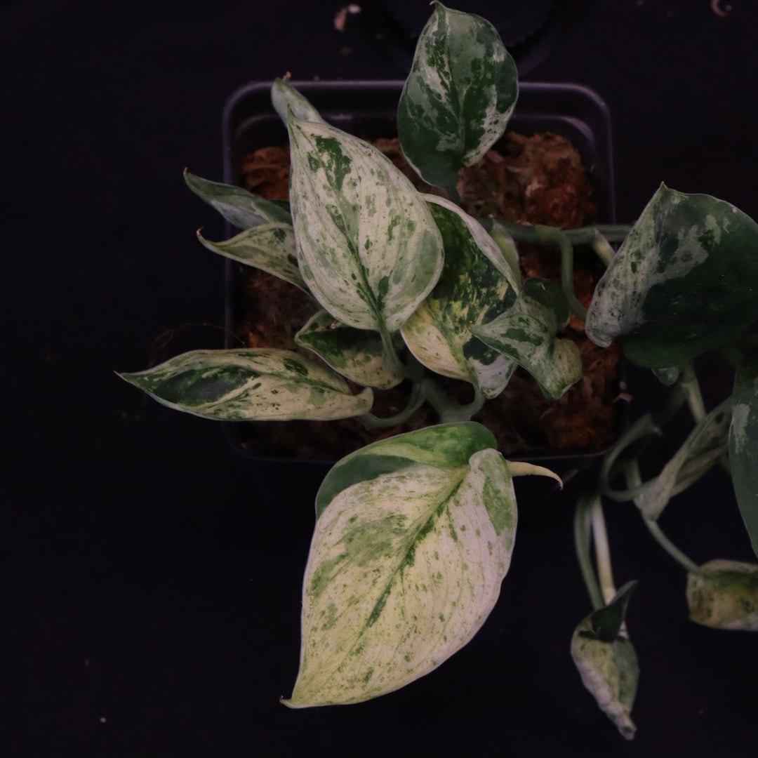 Scindapsus Jade Satin - Mint - Two Growth Points