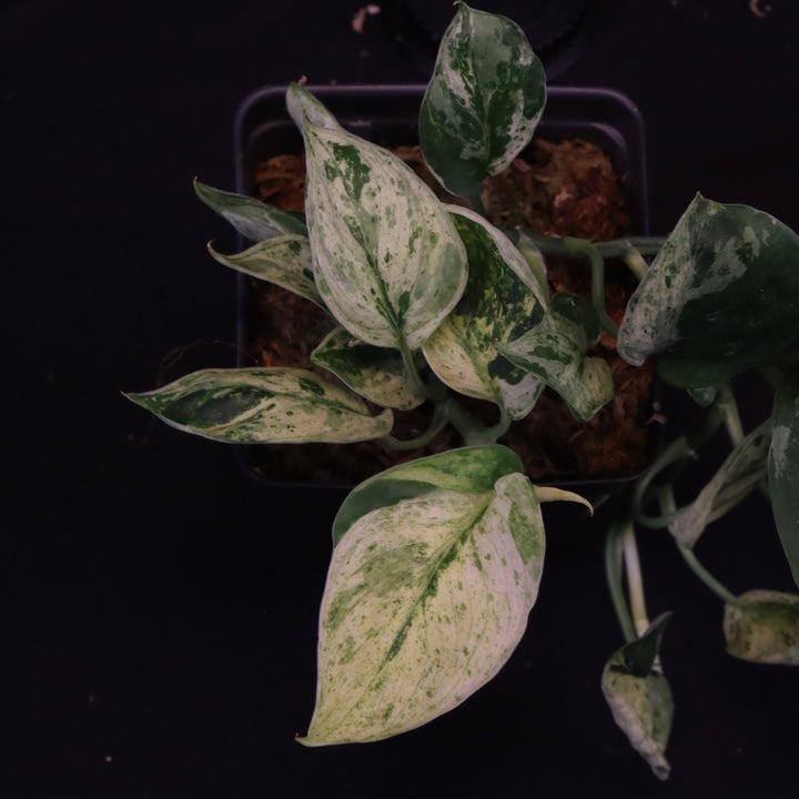 Scindapsus Jade Satin - Mint - Two Growth Points