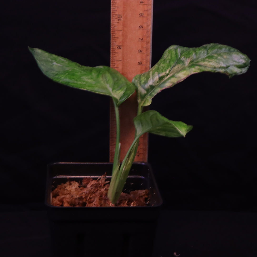 Variegated Monstera obliqua 'Muyuna'