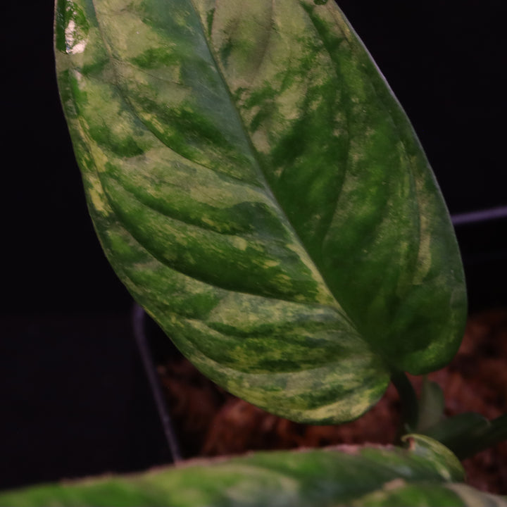 Variegated Monstera obliqua 'Muyuna'