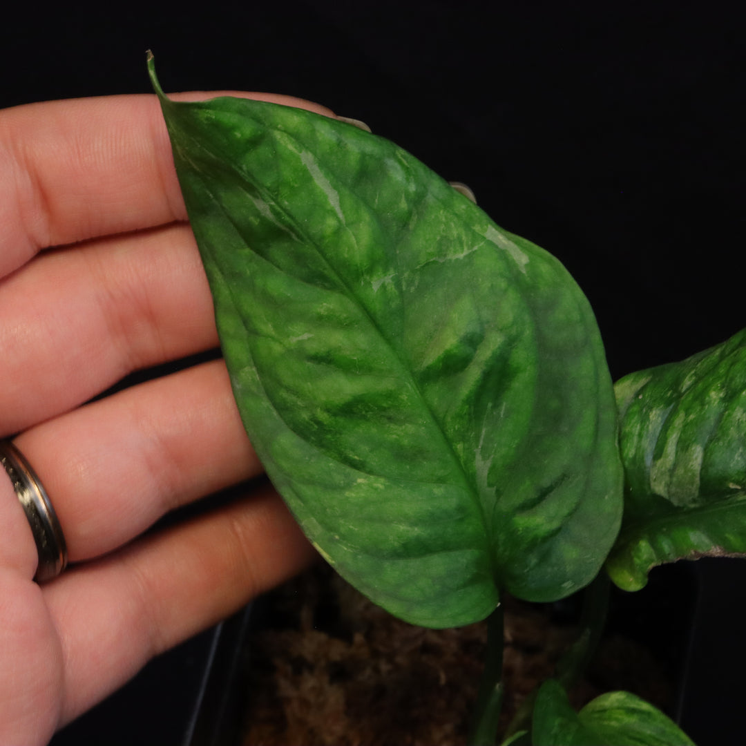 Variegated Monstera obliqua 'Muyuna'