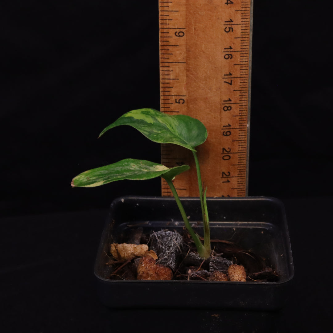 Variegated Monstera Siltepecana