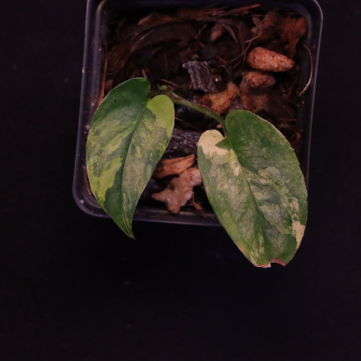Variegated Monstera Siltepecana