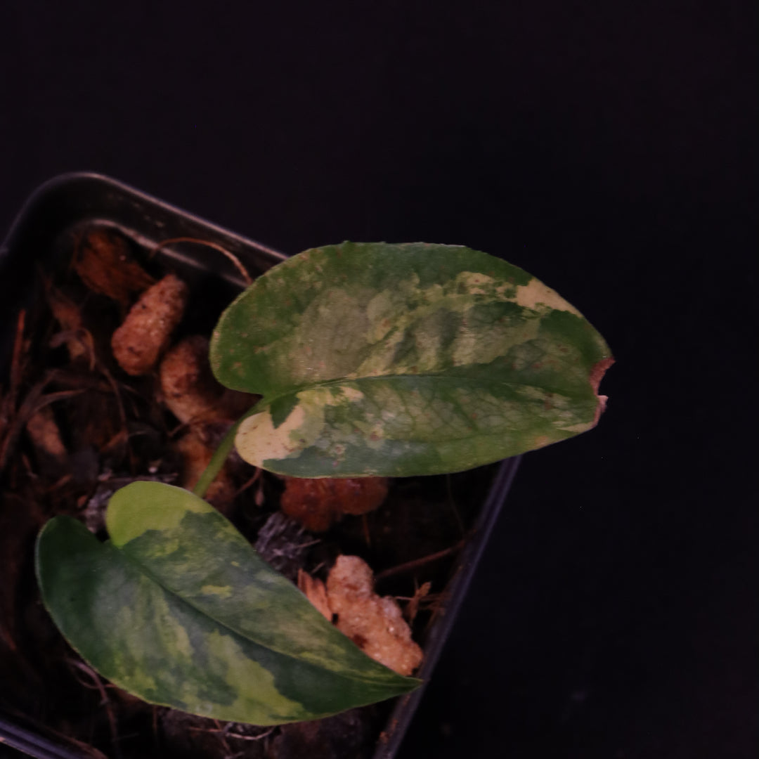 Variegated Monstera Siltepecana