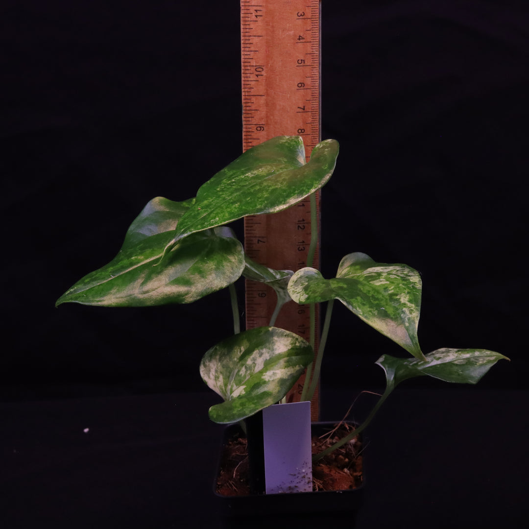 Variegated Anthurium watermaliense x self - B