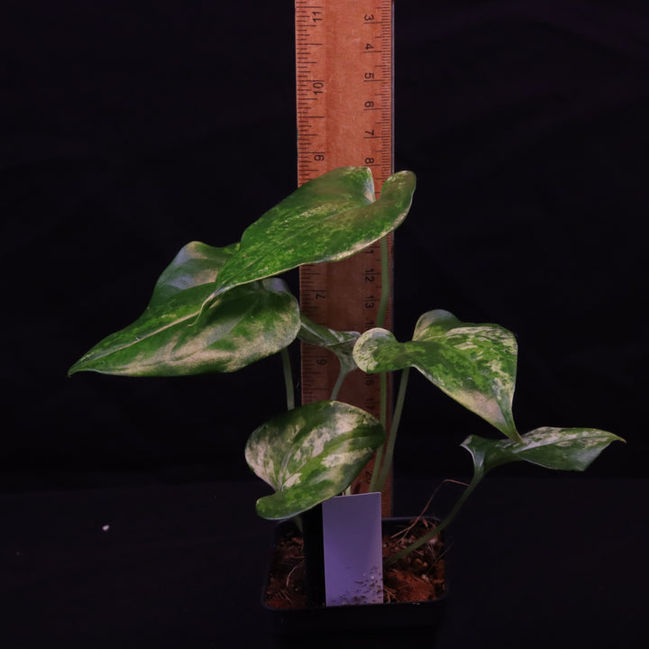 Variegated Anthurium watermaliense x self - B