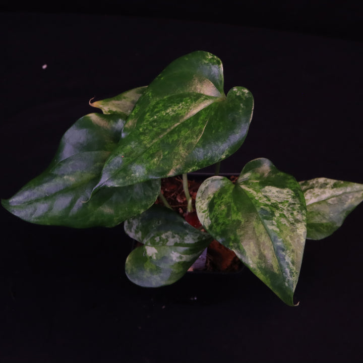Variegated Anthurium watermaliense x self - B