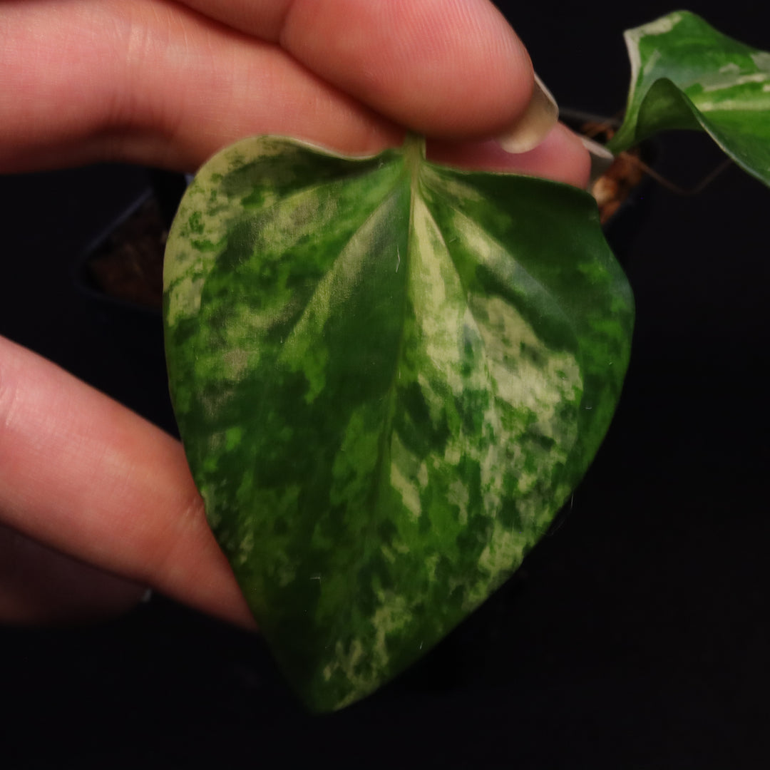 Variegated Anthurium watermaliense x self - B