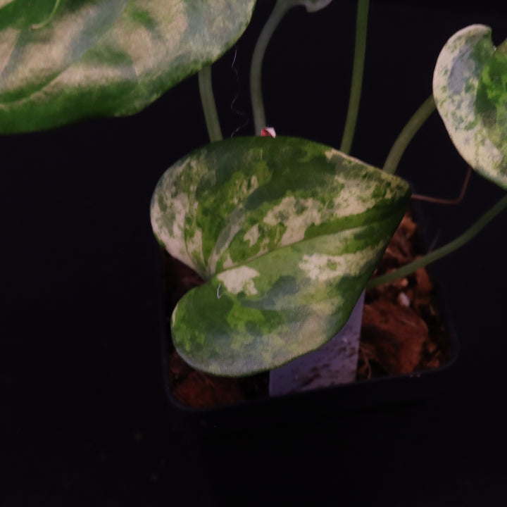 Variegated Anthurium watermaliense x self - B