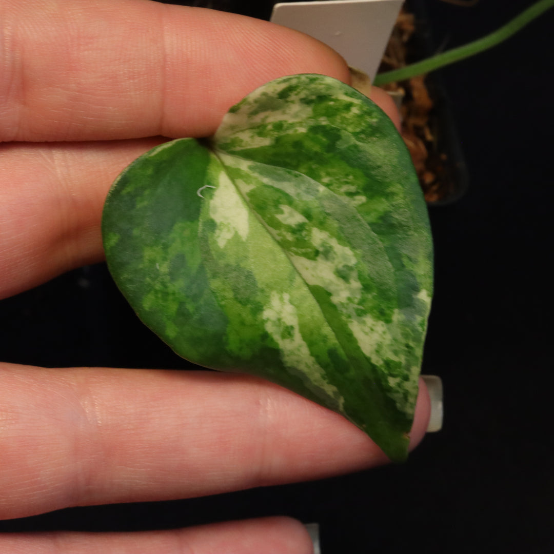 Variegated Anthurium watermaliense x self - B