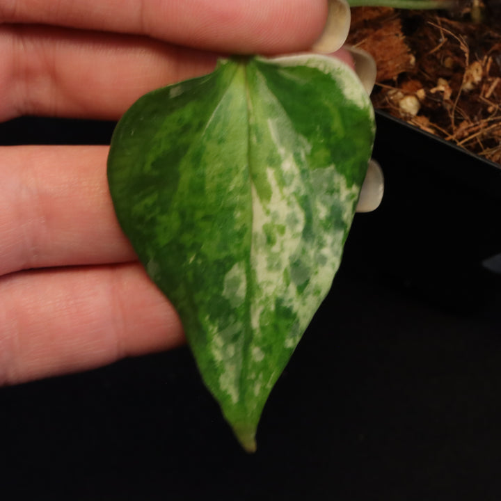Variegated Anthurium watermaliense x self - B