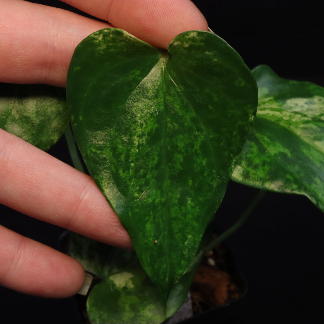 Variegated Anthurium watermaliense x self - B