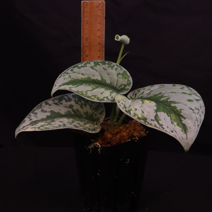 Scindapsus Exotica Aurea - B