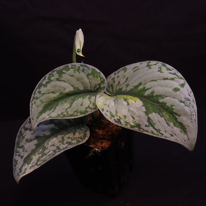Scindapsus Exotica Aurea - B