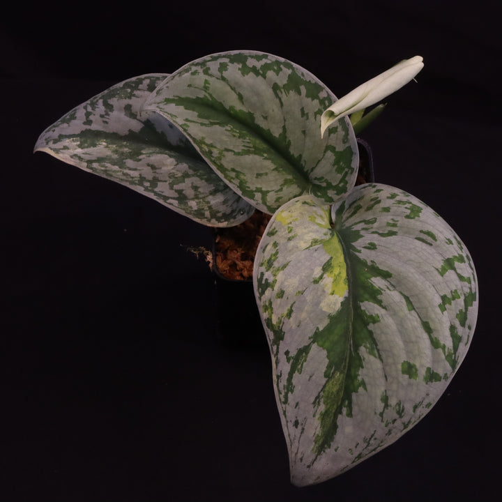 Scindapsus Exotica Aurea - B