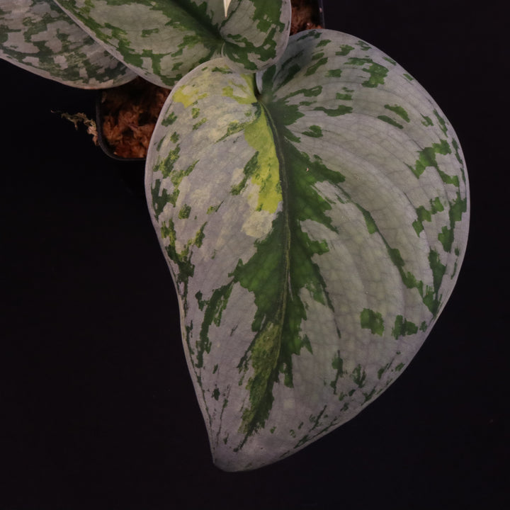 Scindapsus Exotica Aurea - B
