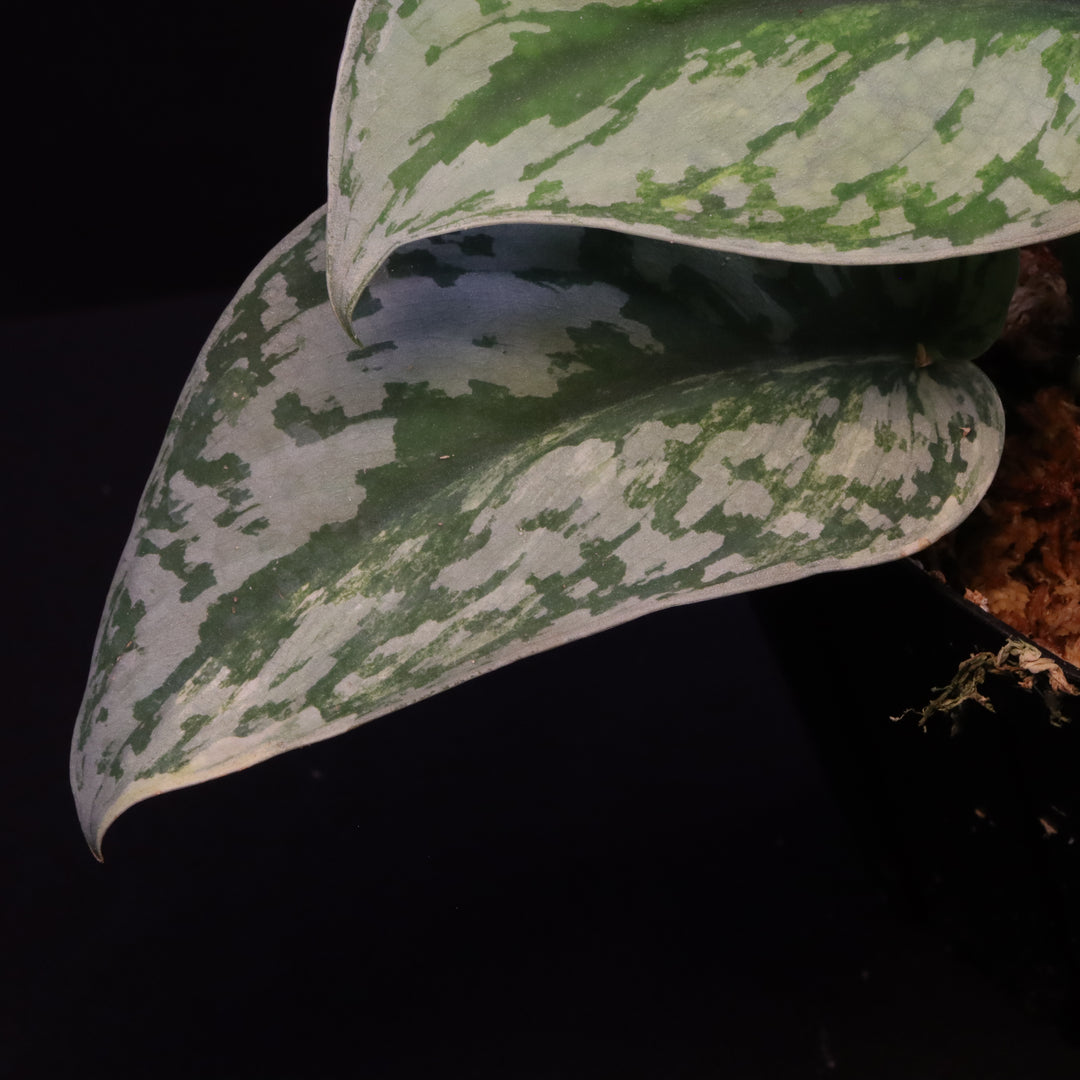 Scindapsus Exotica Aurea - B