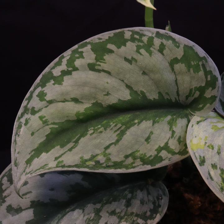Scindapsus Exotica Aurea - B