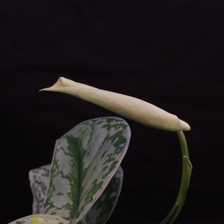 Scindapsus Exotica Aurea - B