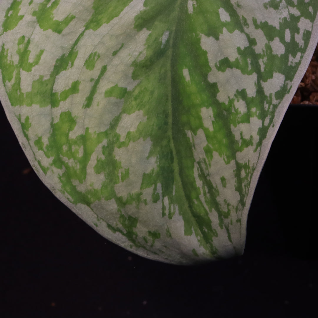 Scindapsus Exotica Aurea - C