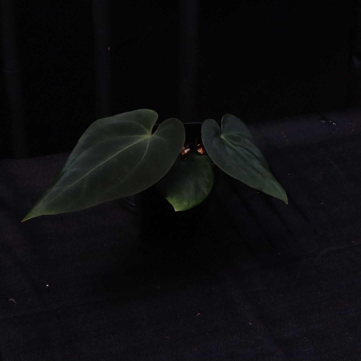 Anthurium Besseae AFF x Black Velvet Eastern Panama 'Felix'- C