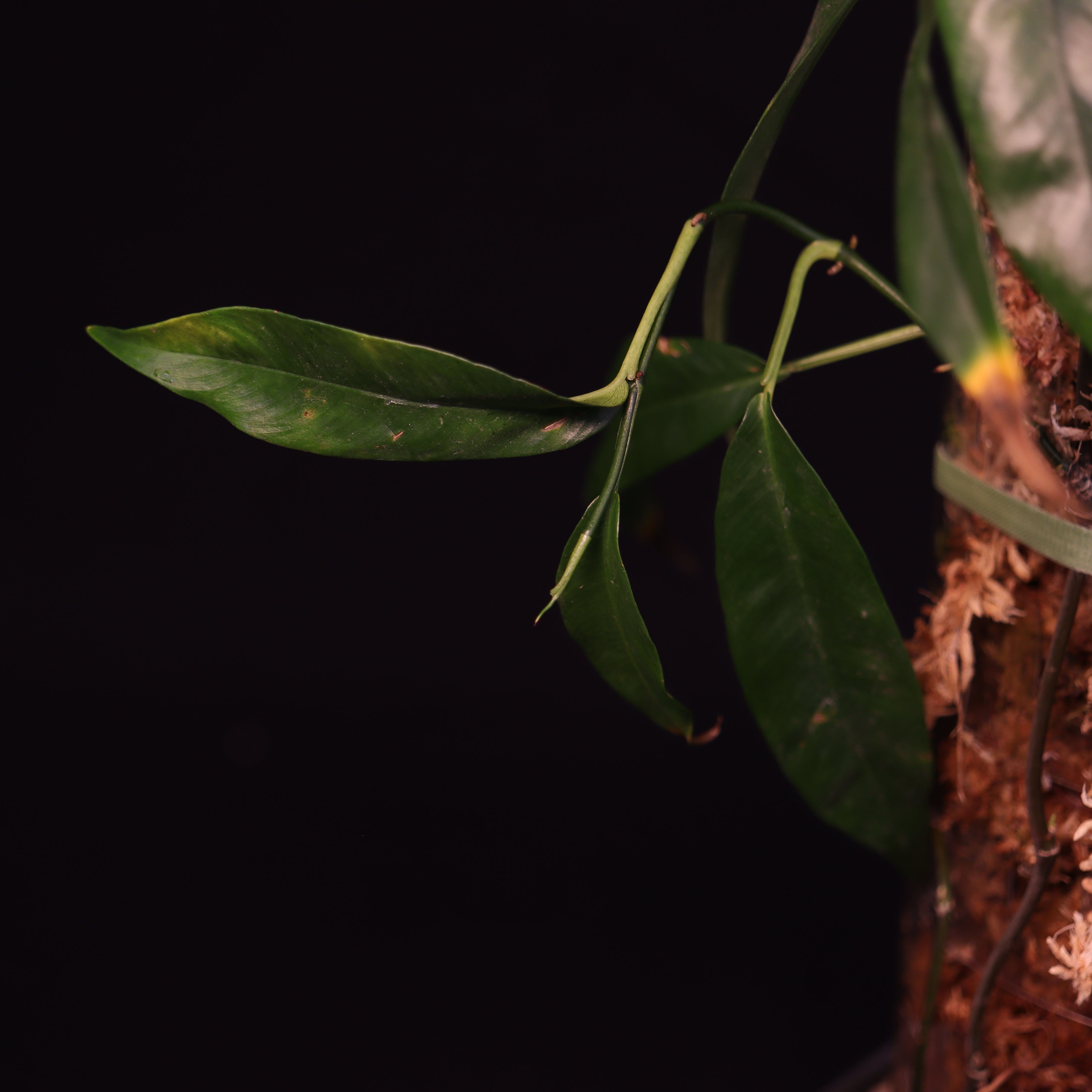 Store Philodendron Chinchamayense - rooted