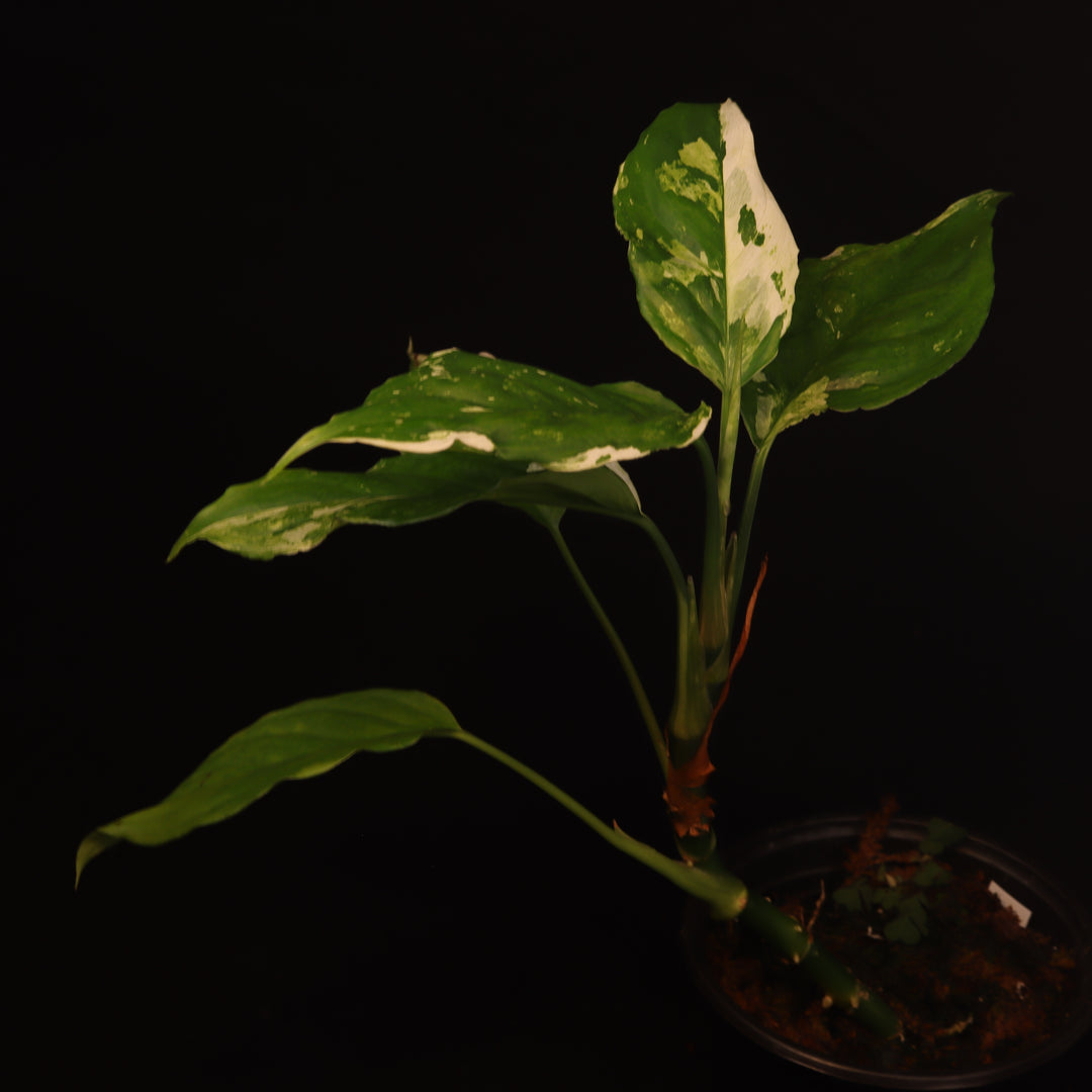 Variegated Aglaonema Modestum