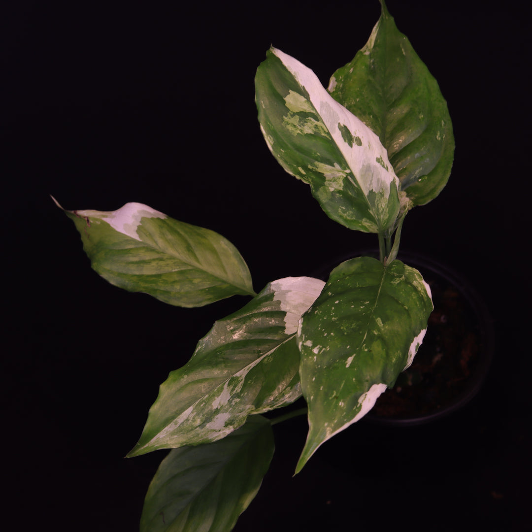 Variegated Aglaonema Modestum