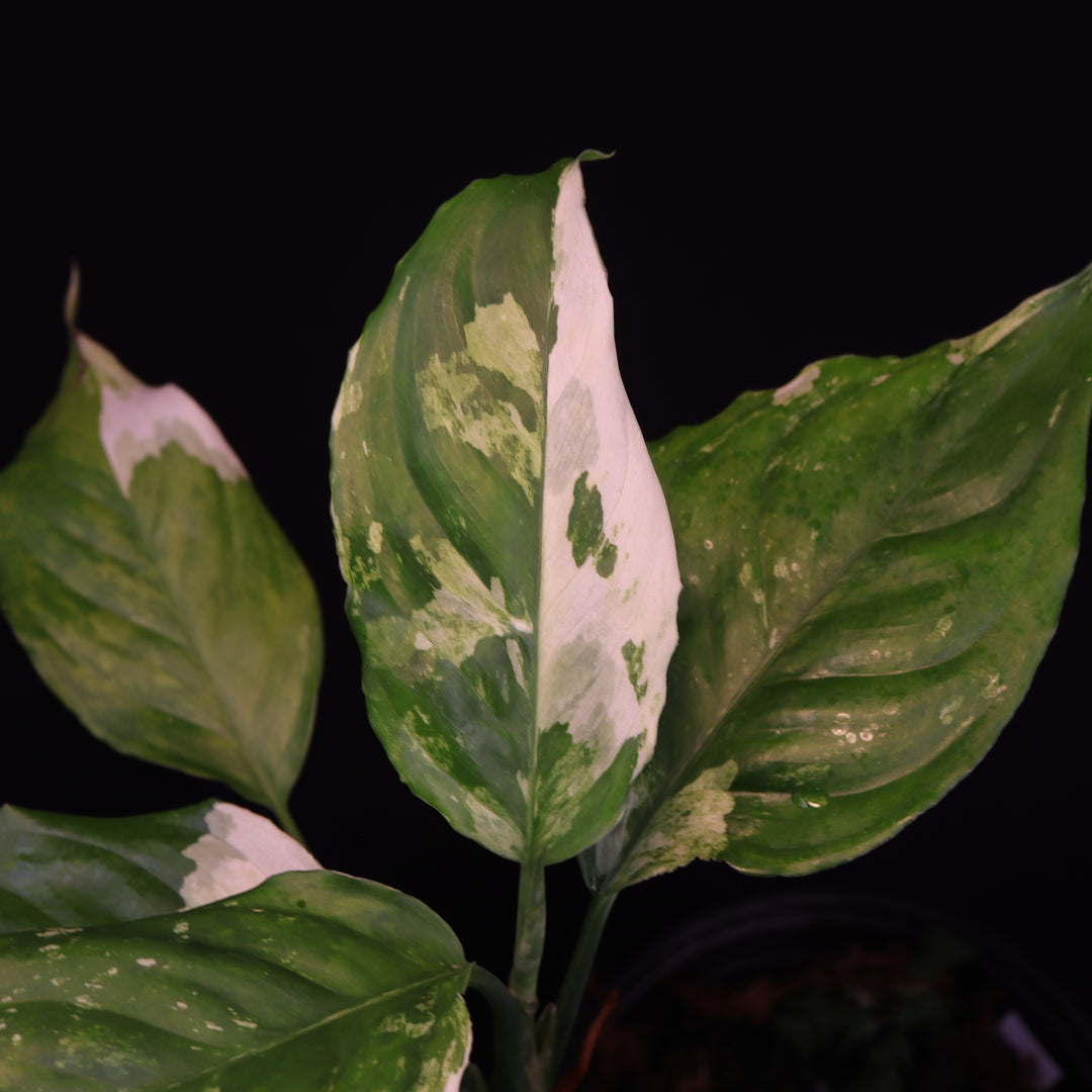 Variegated Aglaonema Modestum