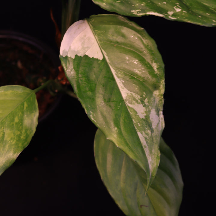 Variegated Aglaonema Modestum