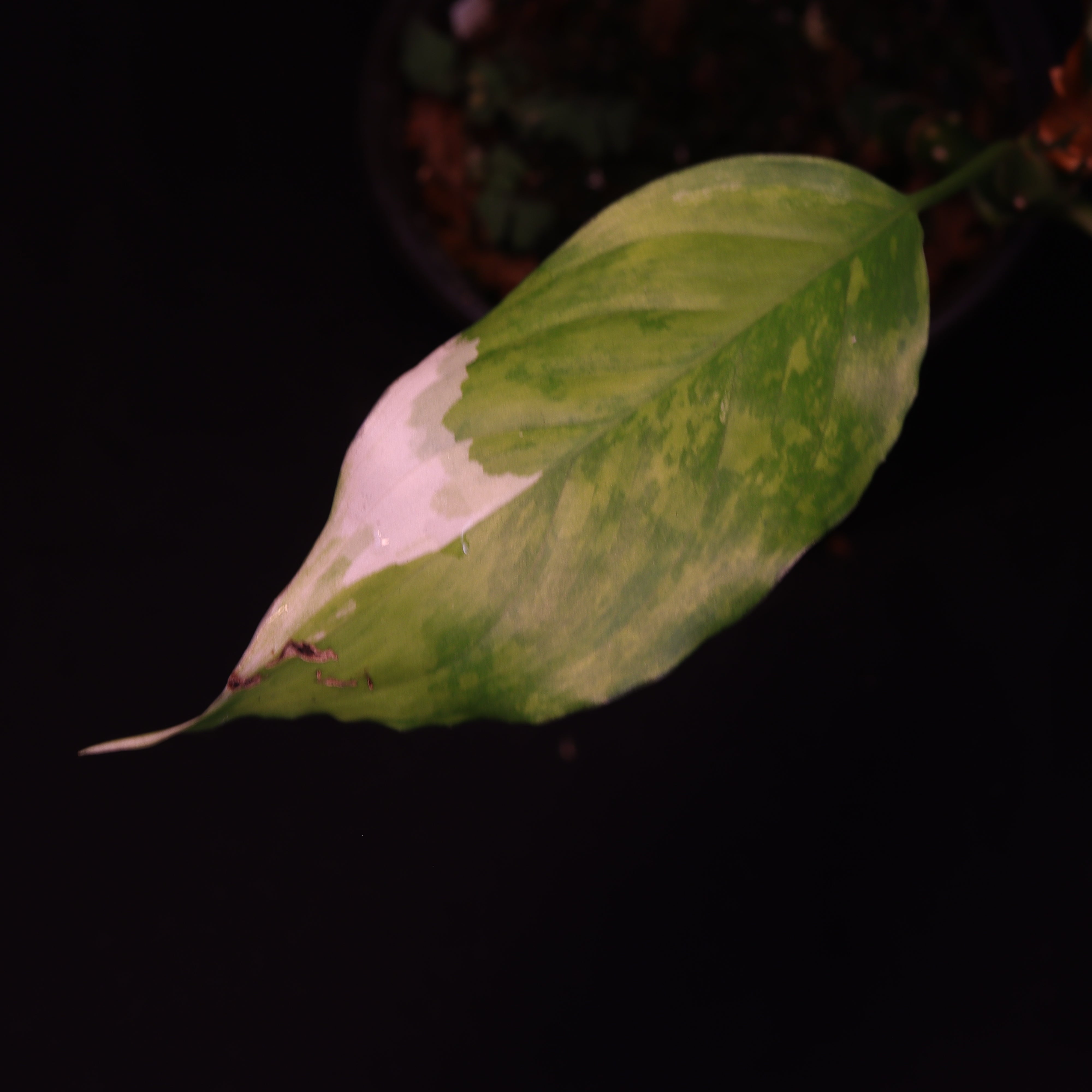 Variegated Aglaonema Modestum plant start, “Spilt retailer Milk”