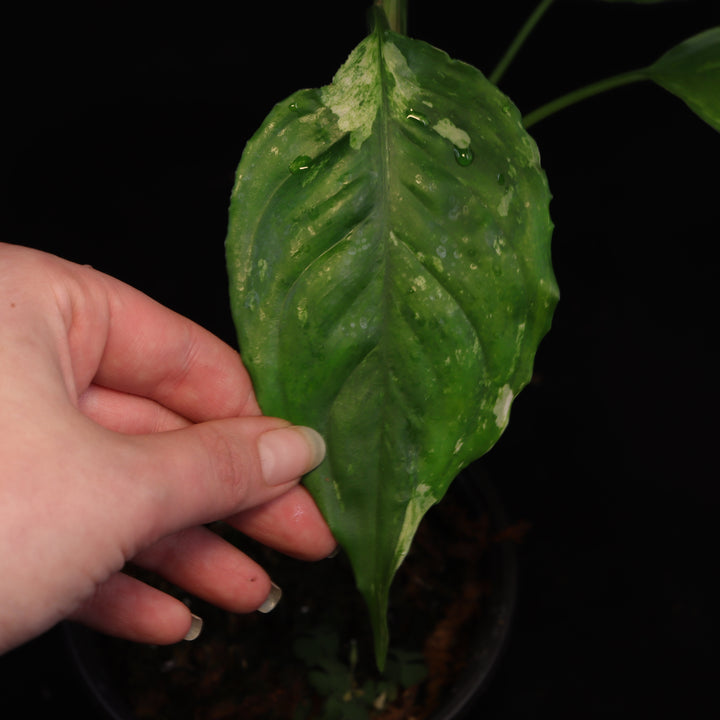 Variegated Aglaonema Modestum