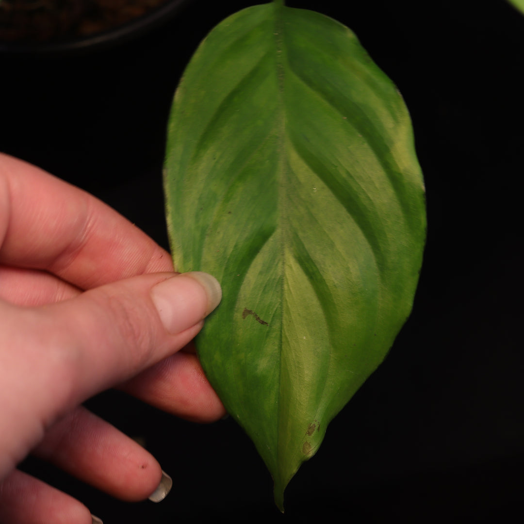 Variegated Aglaonema Modestum