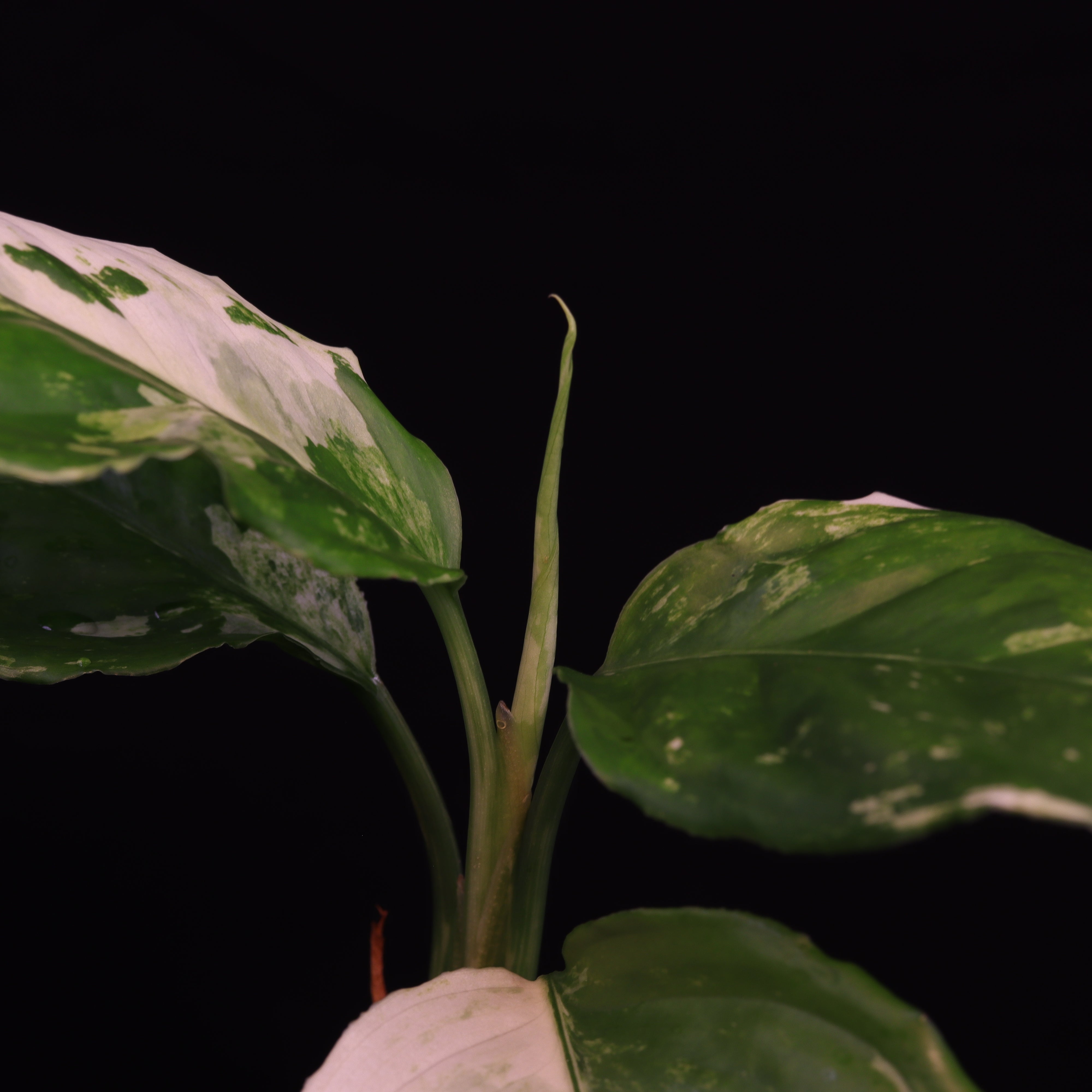 Variegated Aglaonema purchases Modestum Medio Pictum / Shingii